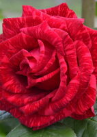 Роза чайно-гибридная Ред Интуишен