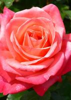 Роза чайно-гибридная Силвер Жубиле