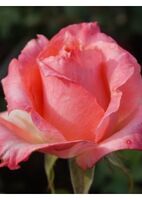 Роза чайно-гибридная Сабина