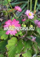 Ветреница гибридная Пати Дрес