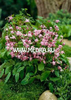 Горянка пышная Юнга Купреум