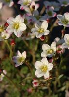 Камнеломка Арендса Хайландер Уайт
