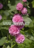 Мальва (шток-роза) розовая Розеа