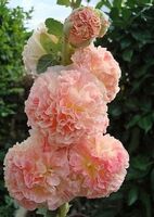Мальва (шток-роза) розовая Чатерс Доуб Сальмон Пинк