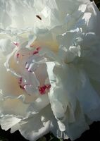 Пион молочноцветковый Келвейс Глориус