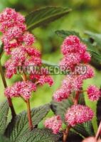 Роджерсия перистая Файерворкс