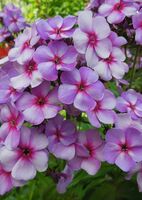 Флокс метельчатый Свирли Бюрли
