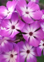 Флокс метельчатый Флейм Виолет Шарм