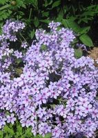 Флокс растопыренный Чаттахучи