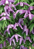 Клематис атрагене Памела Жакман