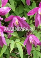 Клематис атрагене Констанс