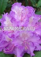Рододендрон гибридный Альфред