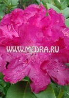 Рододендрон гибридный Карактакус