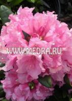 Рододендрон гибридный Хелсинки Юниверсити