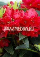 Рододендрон гибридный Бризанц