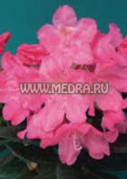Рододендрон гибридный Королева Бона