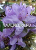 Рододендрон плотный Крумлов