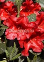Рододендрон ползучий Бенгал