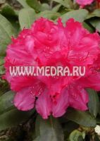 Рододендрон якушиманский Астрид