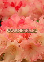 Рододендрон якушиманский Лорели