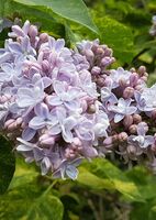 Сирень обыкновенная Аукубофолия