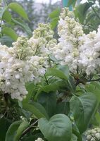 Сирень обыкновенная Советская Арктика