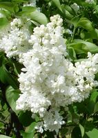 Сирень обыкновенная Сувенир Алиса Хардинг