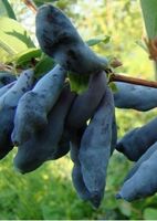 Жимолость камчатская Гордость Бокчара