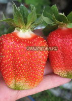 Клубника Азия