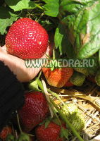 Клубника Камрад Победитель