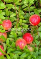Клюква крупноплодная Эрли Блэк