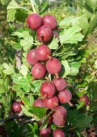 Крыжовник Каптиватор