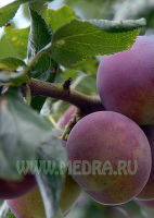 Слива домашняя Болховчанка