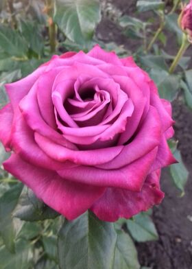 Роза чайно-гибридная Аманда Блю