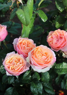 Роза чайно-гибридная Вувузела