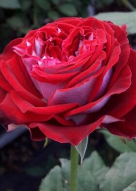 Роза чайно-гибридная Кантри Вельвет