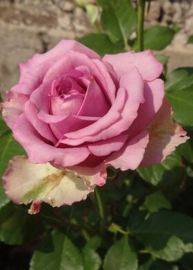 Роза чайно-гибридная Кул Ватер