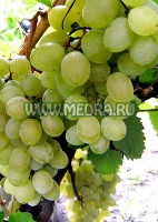 Виноград Прим
