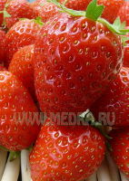 Клубника Мара де Буа