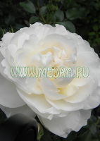 Роза флорибунда Грацефул