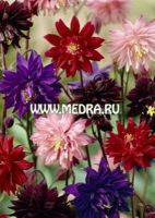 Аквилегия обыкновенная Клементин