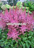 Астильба китайская Ванеса