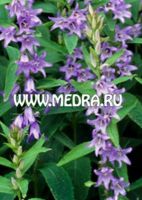 Колокольчик молочноцветковый Глоаминг