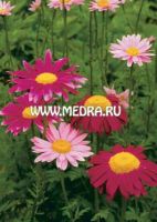 Хризантема ярко-красная Робинсон Рот