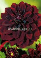 Георгина декоративная Арабиэн Найт