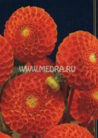 Георгина помпоновидная Бантлинг