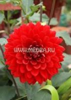 Георгина декоративная Барбаросса