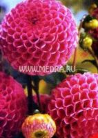 Георгина помпоновидная  Буратино