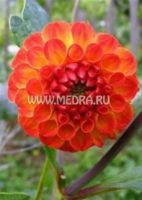 Георгина помпоновидная Спинелл