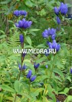 Горечавка Макино Роял Блю